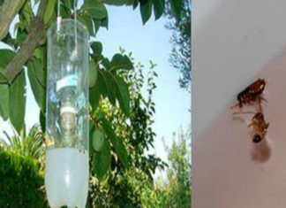 Learn How To Make This Homemade Trap To Get Rid of Flies, Mosquitoes and Any Flying Insect. It is Very Effective!