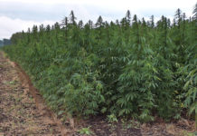 The Marijuana Conspiracy – The Real Reason why Hemp is ILLEGAL