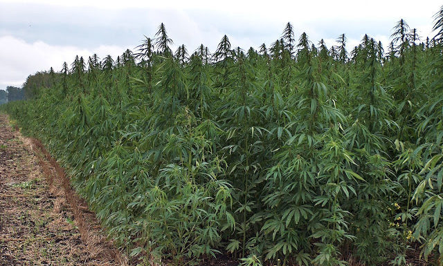 The Marijuana Conspiracy – The Real Reason why Hemp is ILLEGAL