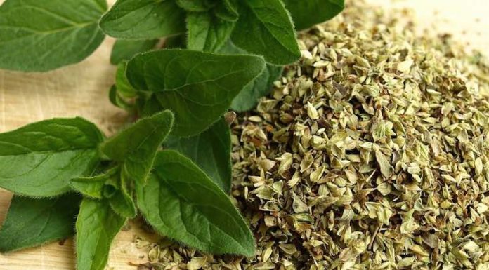 Use Oregano Tea This Way To Treat Epilepsy, And Oregano Oil Against Rheumatism