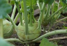 These 14 Vegetables Contain More Iron Than Meat