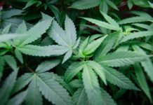 Study Confirms Marijuana is Over 110 Times Safer Than Alcohol