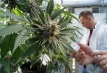 National Cancer Institute Quietly Confirms THIS Plant Treats Cancer