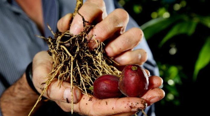 Rare Australian Tree Contains Cancer-Killing Properties, Used in the Aboriginal Medicine for Centuries