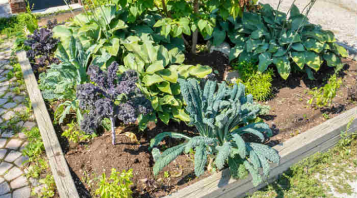 Judge Rules Government Can Ban Vegetable Gardens Because They Are ‘Ugly’