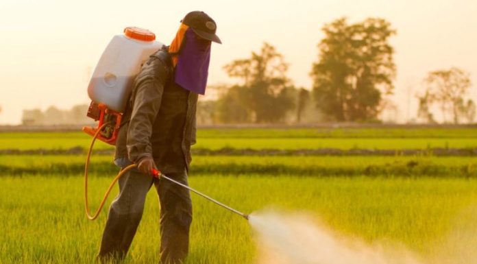 Nine Foods That Are Directly Sprayed with Monsanto’s Cancer-Linked Herbicide Before Reaching Your Dinner Plate