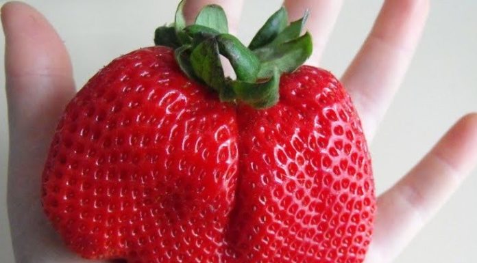 Monsanto’s $125 Million Deal to Flood The Market With New GMO Strawberry, Wheat & More