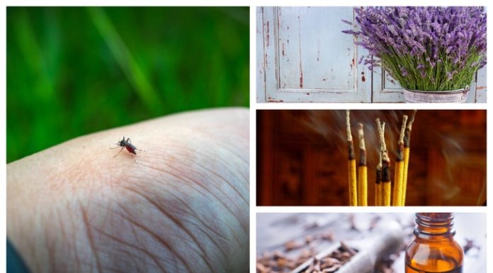 Repel Mosquitoes And Prevent Them From Biting You With ACV And Herbs