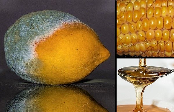 One of the Most Common Food Additives is Made with GMO Fermented “Mold” and GMO Corn Syrup