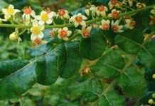 3 Organic Pain Killers As Powerful As Drugs, Without The Side Effects