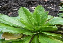 The Natural Painkiller Works The Same As Morphine And Can Be Found In Your Backyard!