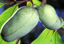 This “Tropical” Midwestern Fruit is the Strongest Against Cancer Cells on Two Continents, Study Says