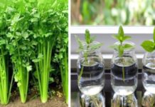 Home Remedy To Use and Say Goodbye to Cholesterol Liver Problems and Eliminate Accumulated Fat