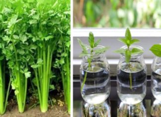 Home Remedy To Use and Say Goodbye to Cholesterol Liver Problems and Eliminate Accumulated Fat