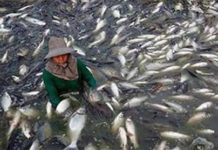 Disgusting Reasons to Never Eat Tilapia Again