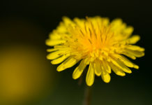 Dandelion Root Against Chest Pains And Heart Diseases