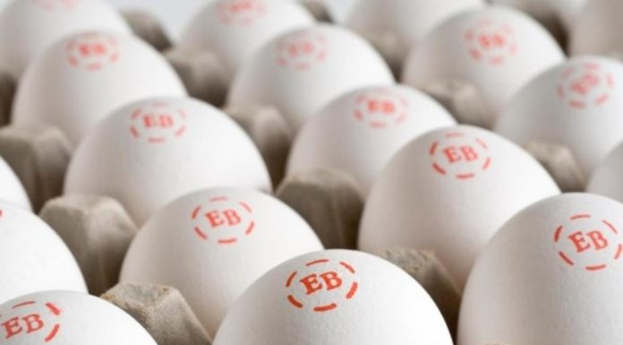 Major Investigation Exposes the Truth About One of America’s Largest Organic Egg Brands