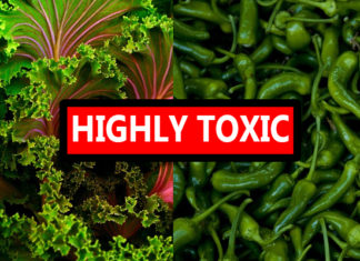 Two Vegetables Reported “Extraordinarily Toxic” Yet Not a Part of the New “Dirty Dozen”