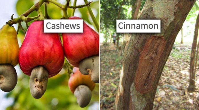 12 Photos That Prove Most People Have NO Idea How Food Grows