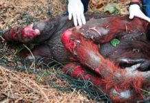 Why You Should Avoid Palm Oil Like The Plague