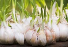 That Old Sprouted Garlic is More Useful Than you Think!