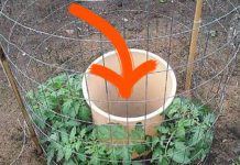 One Man’s Genius Idea To Grow Tomatoes